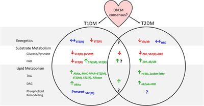 Metabolic Profiling of the Diabetic Heart: Toward a Richer Picture